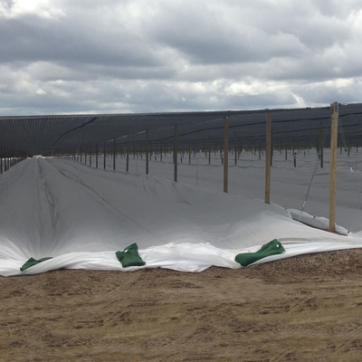 niet Geweven van 200gsm Spunbond Plantaardige de Vorstbescherming van het Stoffen Agroblad voor Openluchtinstallatiedekking