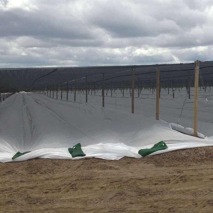 niet Geweven van 200gsm Spunbond Plantaardige de Vorstbescherming van het Stoffen Agroblad voor Openluchtinstallatiedekking